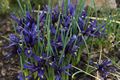 Iris reticulata-3 Kosaciec żyłkowany